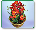 Freesia