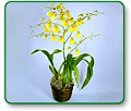 Orchids