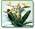 Bird of Paradise